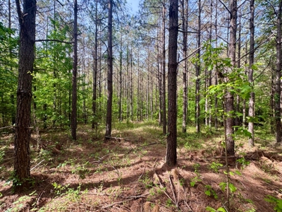 Private +/- 62.2 Acres with Shop, Utilities & Prime Hunting - image 35