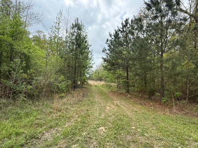 Prime East Texas Land for Sale on 29+ Acres of Timberland - image 13