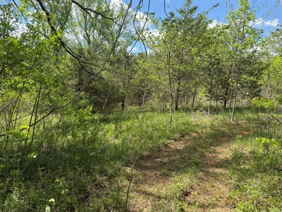 Prime 17± Acre Retreat: Build, Hunt, & Explore Near Rocky Mount - image 23