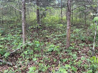 Prime 17± Acre Retreat: Build, Hunt, & Explore Near Rocky Mount - image 27