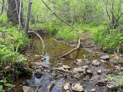 Prime 17± Acre Retreat: Build, Hunt, & Explore Near Rocky Mount - image 20