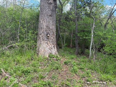 Prime 17± Acre Retreat: Build, Hunt, & Explore Near Rocky Mount - image 19
