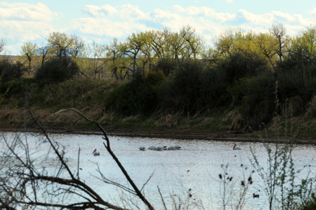 Cottonwood Bend Ranch | Milk River | Montana - image 12