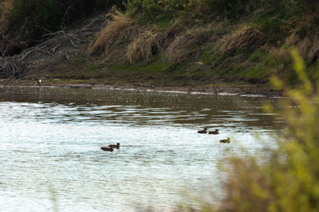 Cottonwood Bend Ranch | Milk River | Montana - image 8