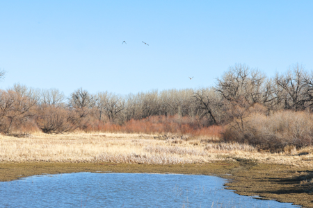 Cottonwood Bend Ranch | Milk River | Montana - image 24