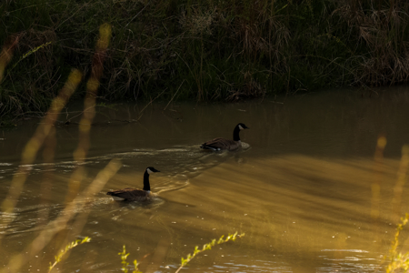 Cottonwood Bend Ranch | Milk River | Montana - image 19
