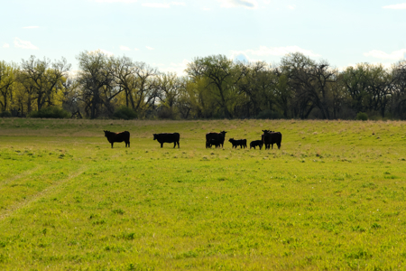 Cottonwood Bend Ranch | Milk River | Montana - image 9