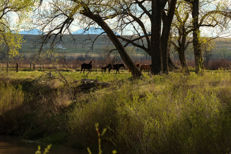 Cottonwood Bend Ranch | Milk River | Montana - image 20