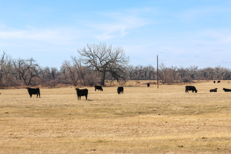 Cottonwood Bend Ranch | Milk River | Montana - image 5