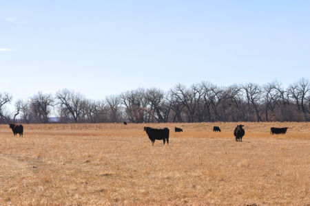 Cottonwood Bend Ranch | Milk River | Montana - image 18
