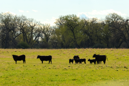 Cottonwood Bend Ranch | Milk River | Montana - image 10