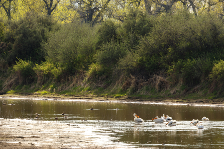 Cottonwood Bend Ranch | Milk River | Montana - image 7