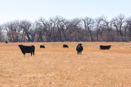Cottonwood Bend Ranch | Milk River | Montana - image 22