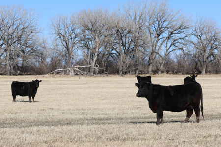 Cottonwood Bend Ranch | Milk River | Montana - image 23