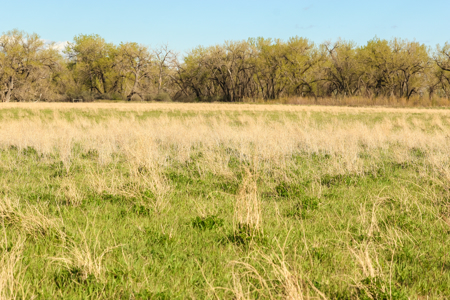 Cottonwood Bend Ranch | Milk River | Montana - image 18