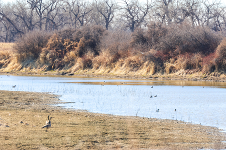 Cottonwood Bend Ranch | Milk River | Montana - image 11