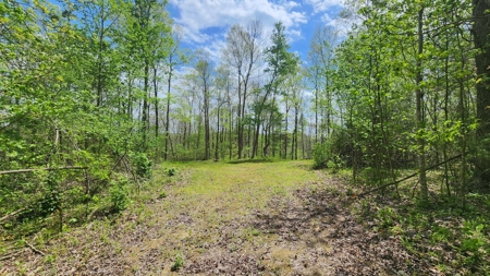 Rustic Cabin Retreat Near Dale Hollow Lake - image 17