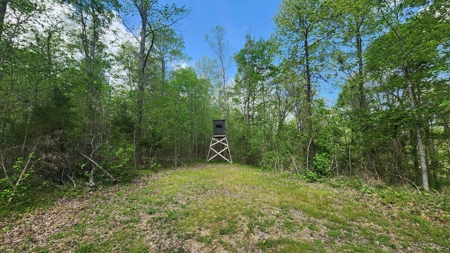 Rustic Cabin Retreat Near Dale Hollow Lake - image 10