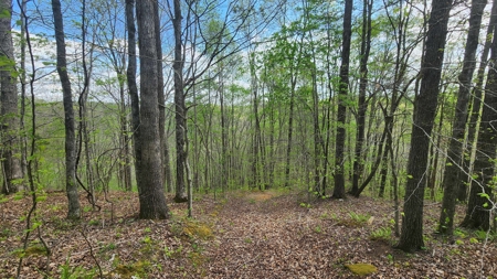 Rustic Cabin Retreat Near Dale Hollow Lake - image 14