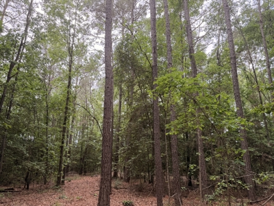 8.04± Acres Wooded Land for Sale in Avinger TX - image 4