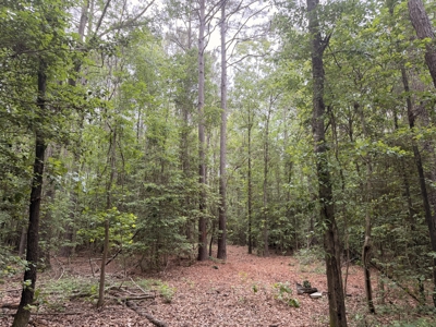 8.04± Acres Wooded Land for Sale in Avinger TX - image 9