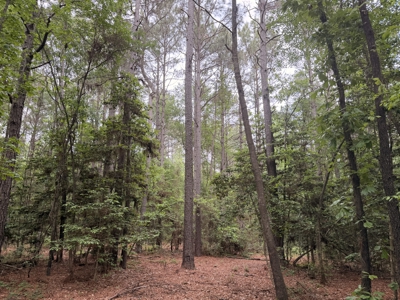 8.04± Acres Wooded Land for Sale in Avinger TX - image 3