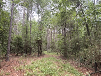 8.04± Acres Wooded Land for Sale in Avinger TX - image 5