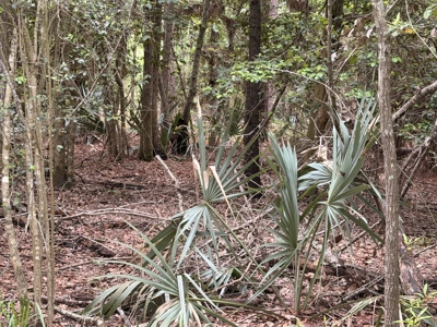 8.04± Acres Wooded Land for Sale in Avinger TX - image 8