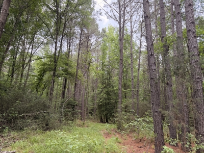 8.04± Acres Wooded Land for Sale in Avinger TX - image 6