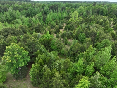 8.04± Acres Wooded Land for Sale in Avinger TX - image 13
