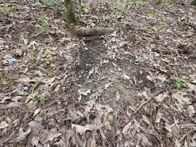 8.04± Acres Wooded Land for Sale in Avinger TX - image 2