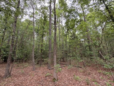 8.04± Acres Wooded Land for Sale in Avinger TX - image 1