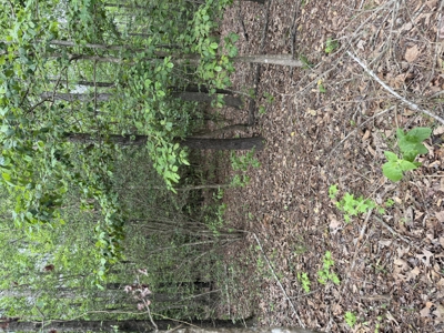 8.04± Acres Wooded Land for Sale in Avinger TX - image 10