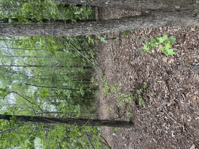 8.04± Acres Wooded Land for Sale in Avinger TX - image 12