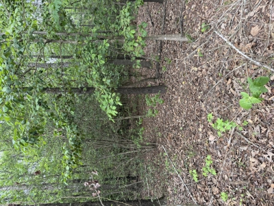 8.04± Acres Wooded Land for Sale in Avinger TX - image 11