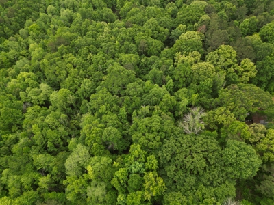 23± acres in Cass County McLeod area mixed timber property - image 12