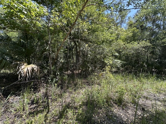 Hunting Tracts Near Suwannee River | Levy County | 40-192 Acres