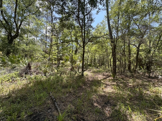 Hunting Tracts Near Suwannee River | Levy County | 40-192 Acres