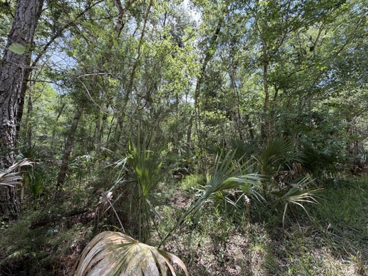 Hunting Tracts Near Suwannee River | Levy County | 40-192 Acres