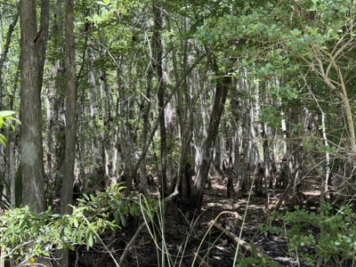 Hunting Tracts Near Suwannee River | Levy County | 40-192 Acres - image 15