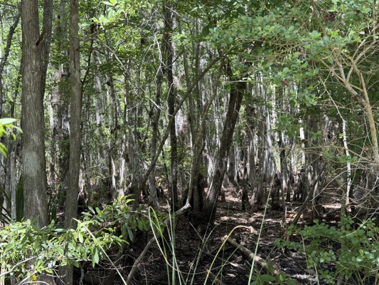 Hunting Tracts Near Suwannee River | Levy County | 40-192 Acres