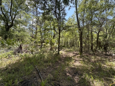Tiger Island Sportsman's Club | Levy County, FL | 40–192 Acres - image 27
