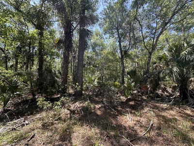 Tiger Island Sportsman's Club | Levy County, FL | 40–192 Acres - image 21