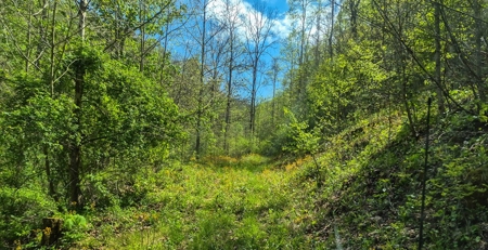 1,200-Acre Tazewell Mountain Legacy: The Dry Fork Estate - image 12