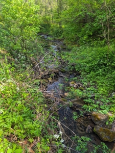 1,200-Acre Tazewell Mountain Legacy: The Dry Fork Estate - image 11