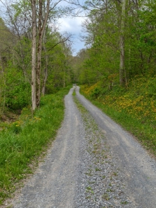 1,200-Acre Tazewell Mountain Legacy: The Dry Fork Estate - image 16
