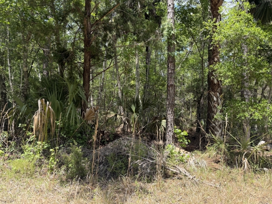 111 Acres Near Suwannee River | Smaller & Larger Tracts Available