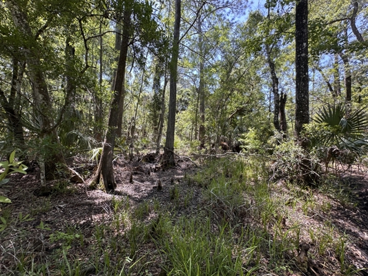 111 Acres Near Suwannee River | Smaller & Larger Tracts Available