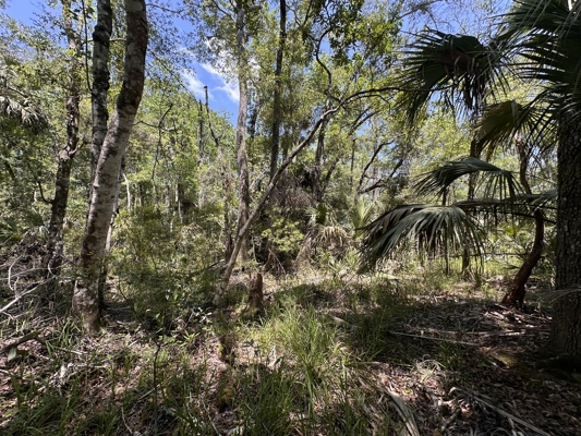 111 Acres Near Suwannee River | Smaller & Larger Tracts Available