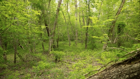 385 Acres Pearl River Frontage Louisiana - image 9